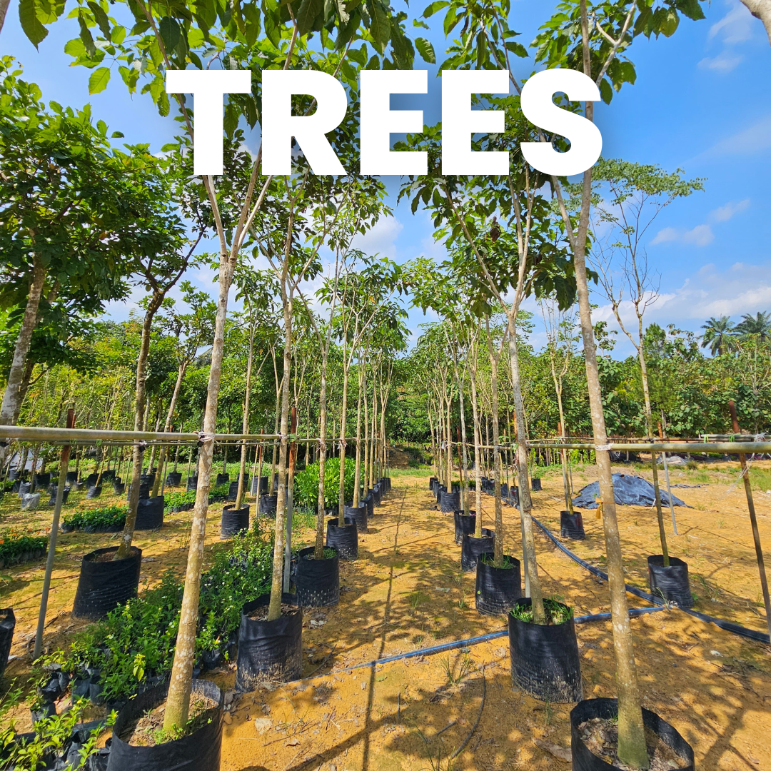 Trees – Page 2 – Chop Ching Hin Pte Ltd