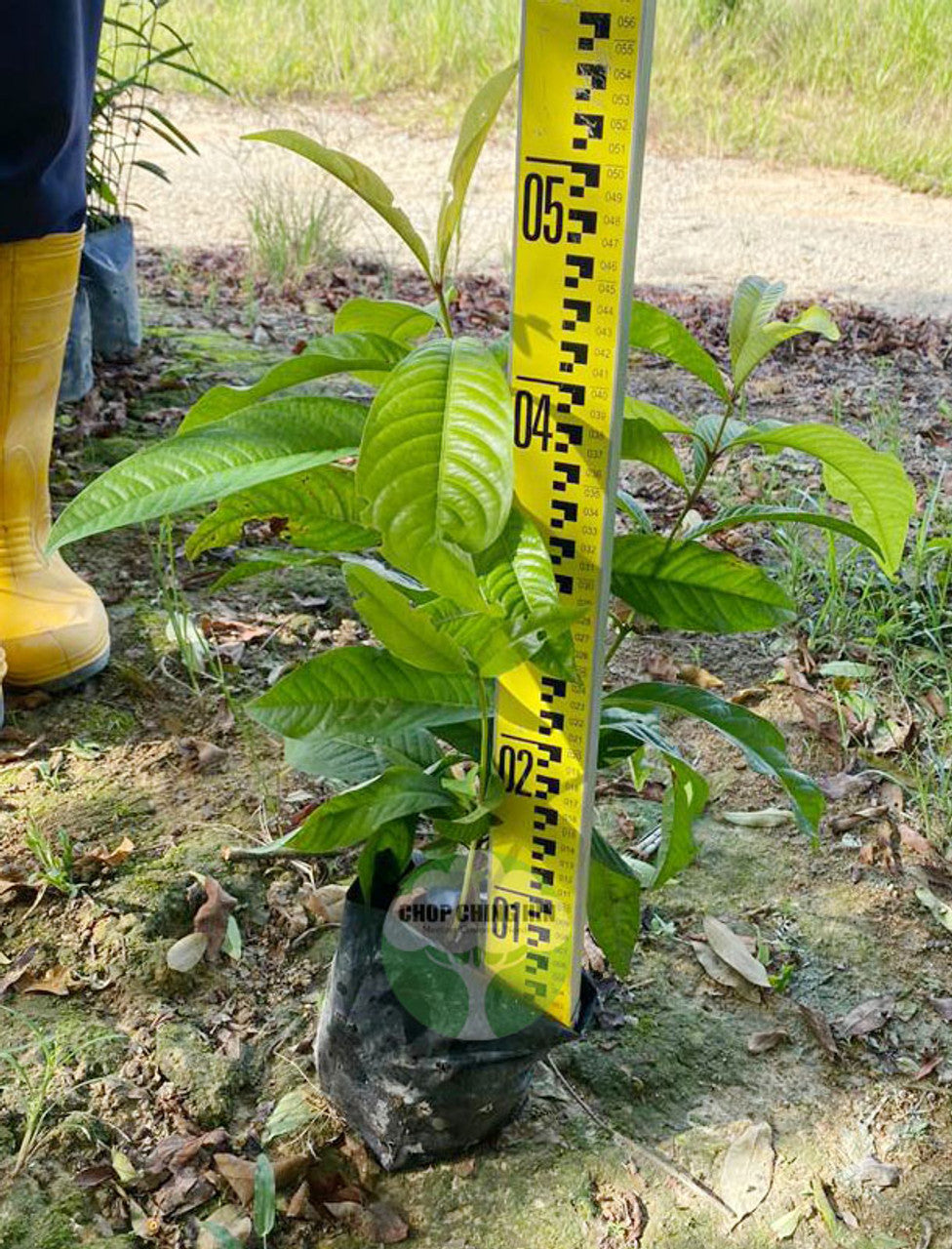 Ixora Congesta