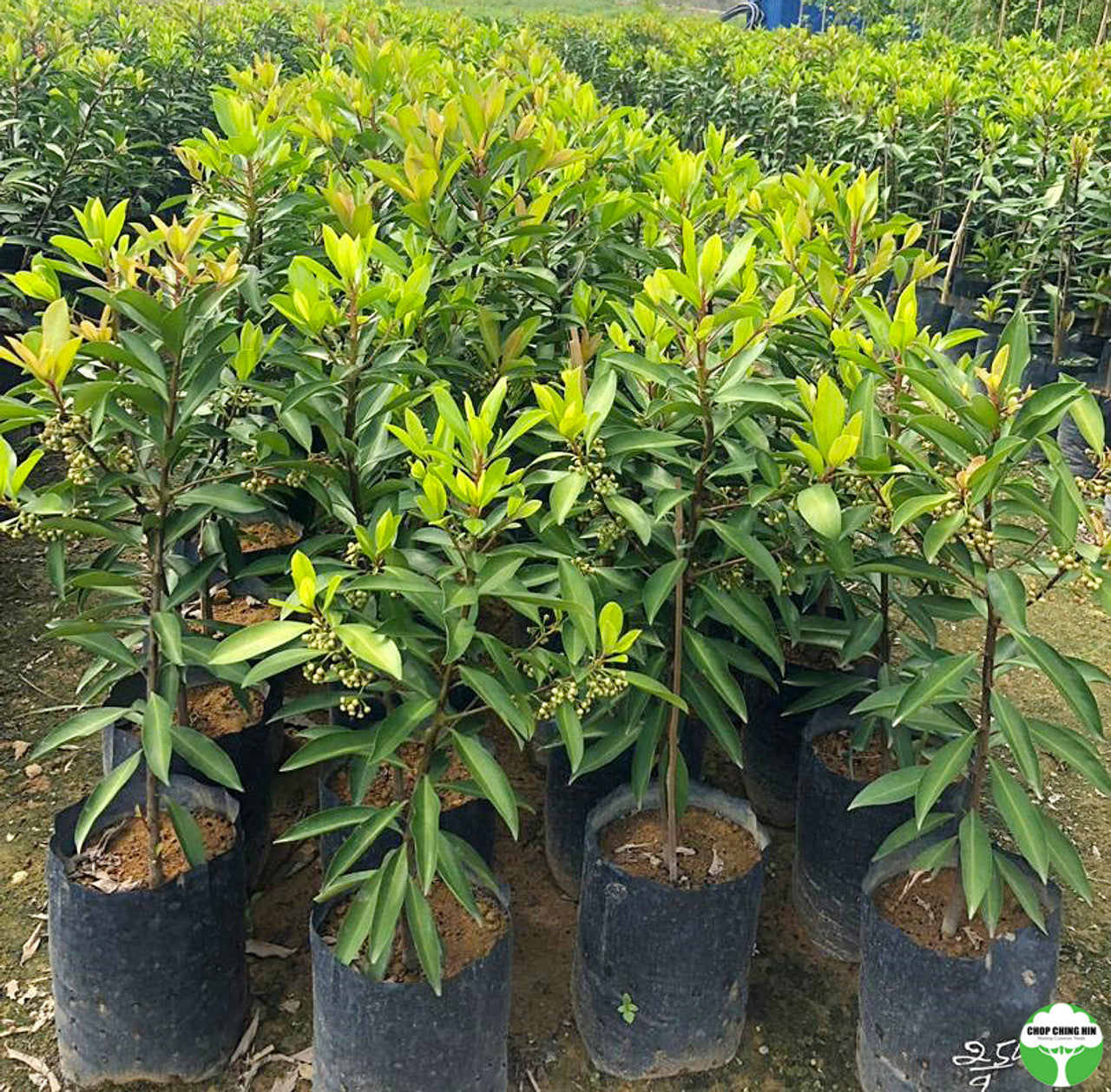 Ardisia elliptica