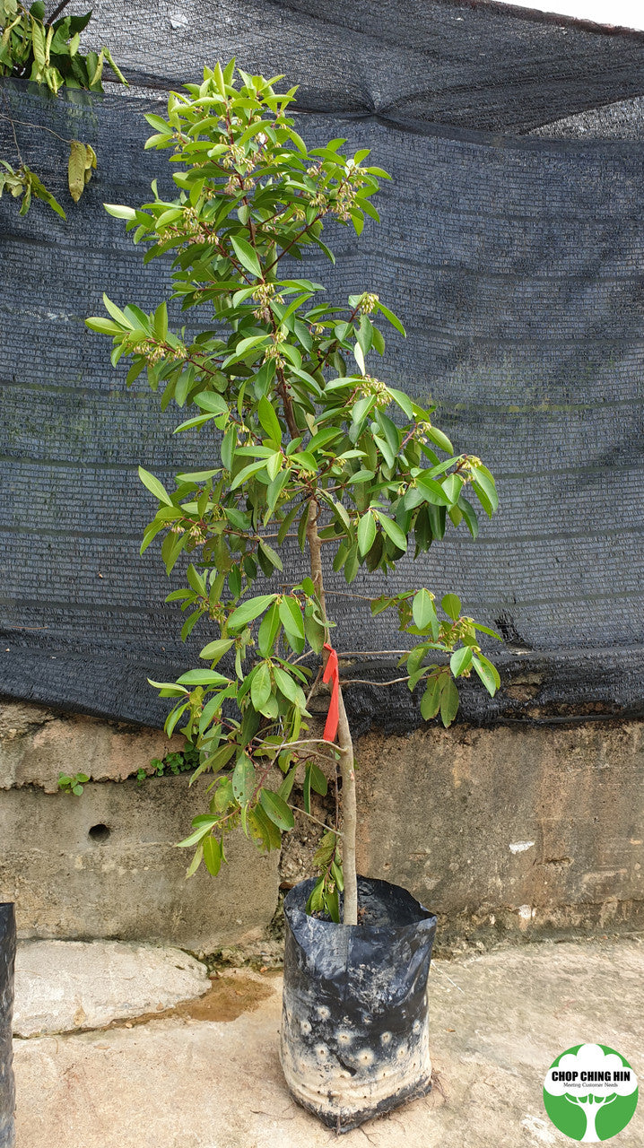 Ardisia elliptica
