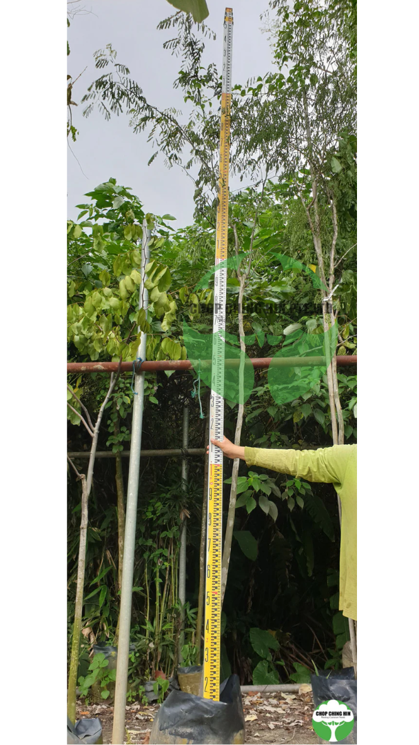 Caesalpinia ferrea