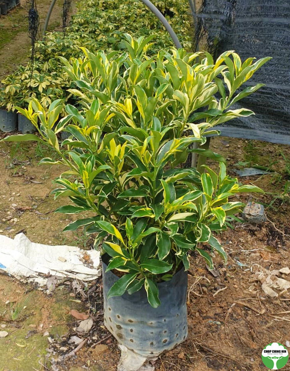 Fagraea ceilanica (Variegated)