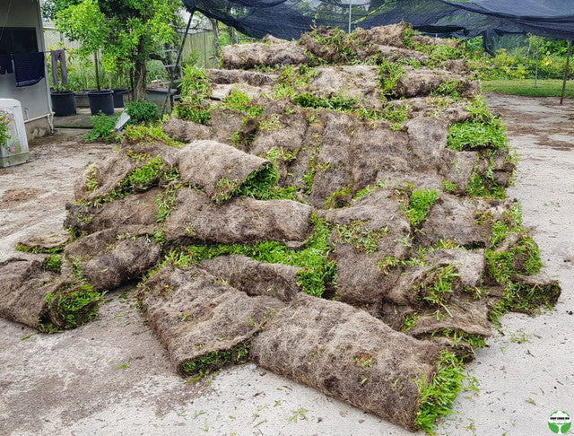 Cow Grass