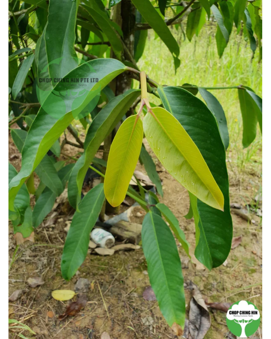 Garcinia cymosa f. pendula