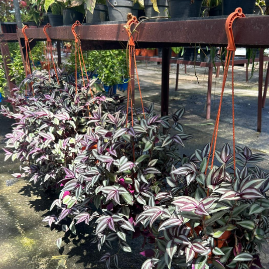 Wandering Jew - Tradescantia Zebrina Hanging Plant
