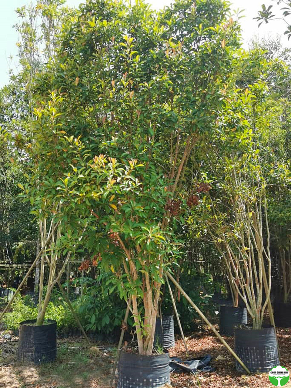 Tristaniopsis whiteana
