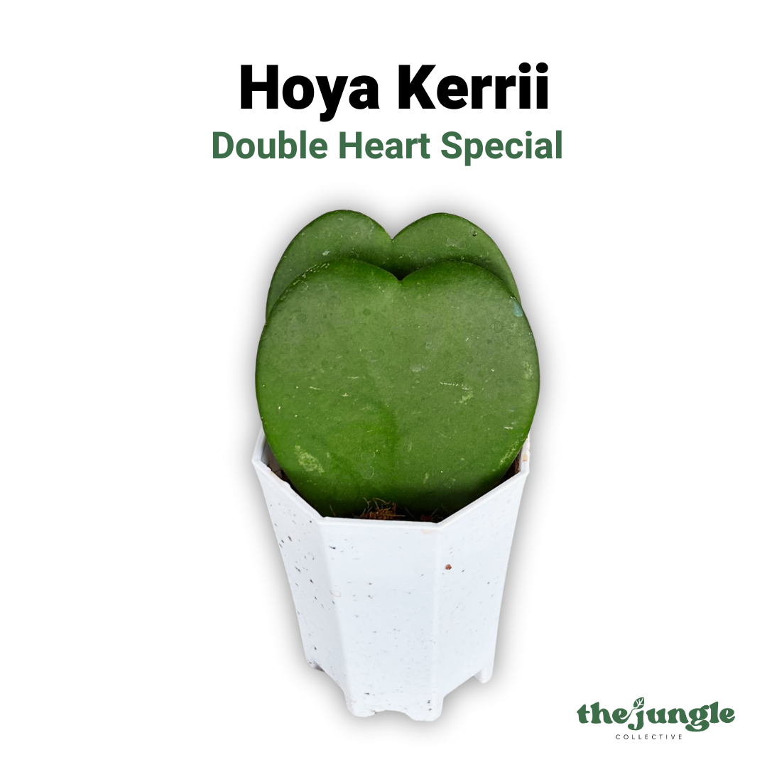 Hoya Kerrii
