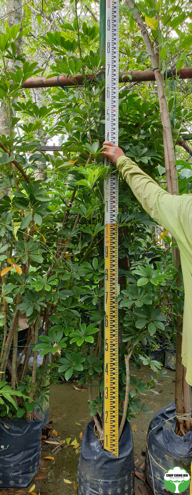 Schefflera arboricola