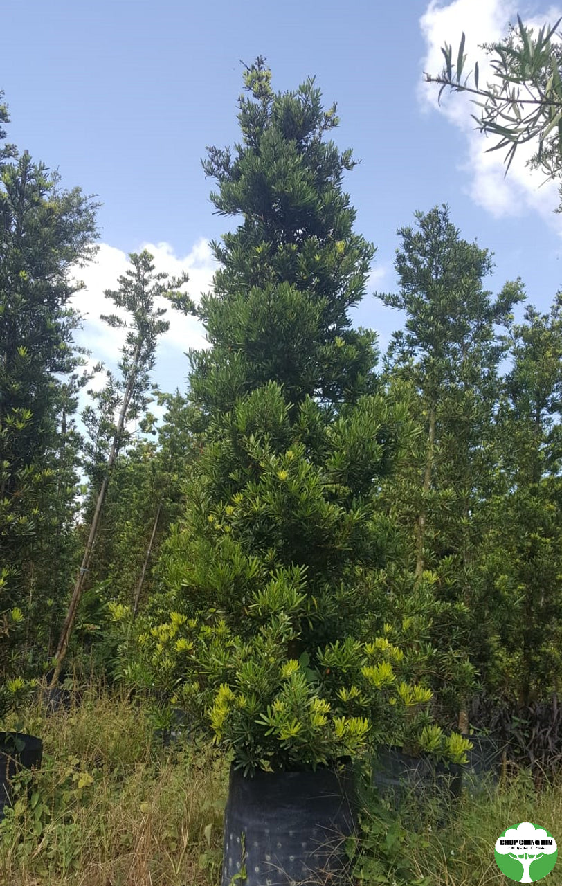 Podocarpus polystachyus