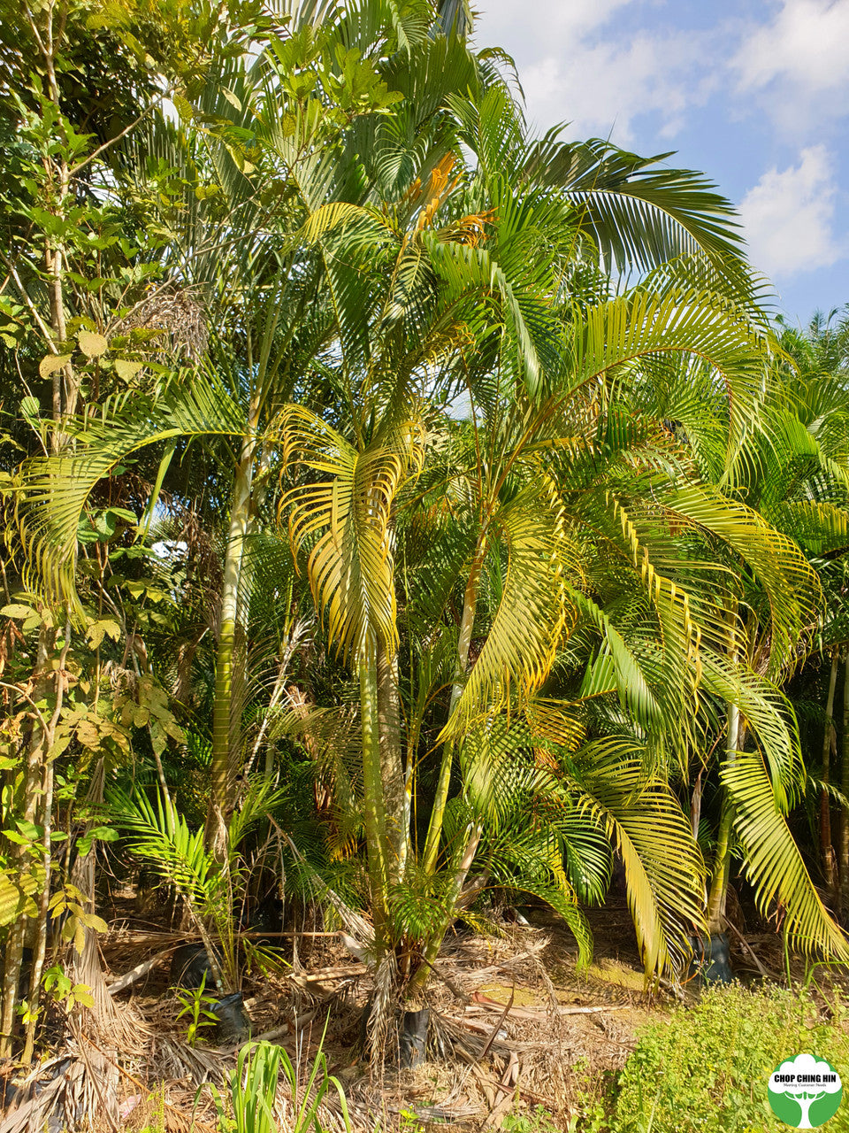 Dypsis lutescens