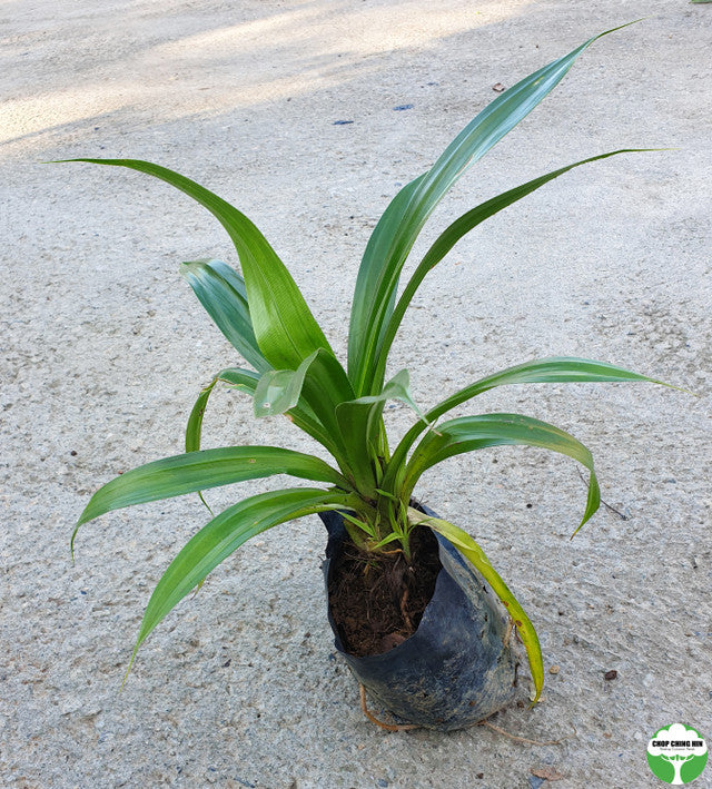 Pandanus dubius