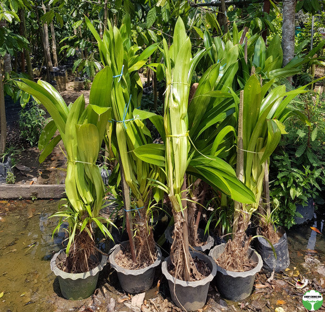 Pandanus dubius
