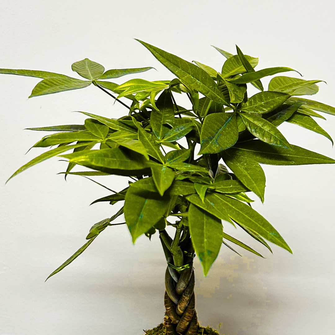 Money Tree Kokedama