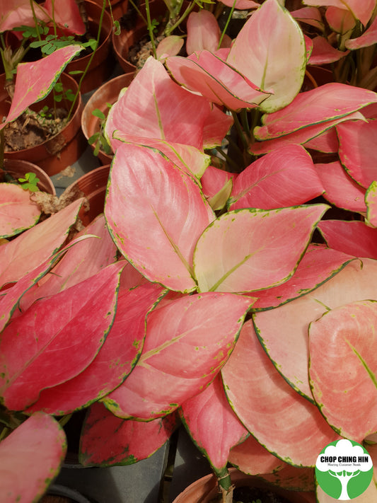 Aglaonema 'Red Master'