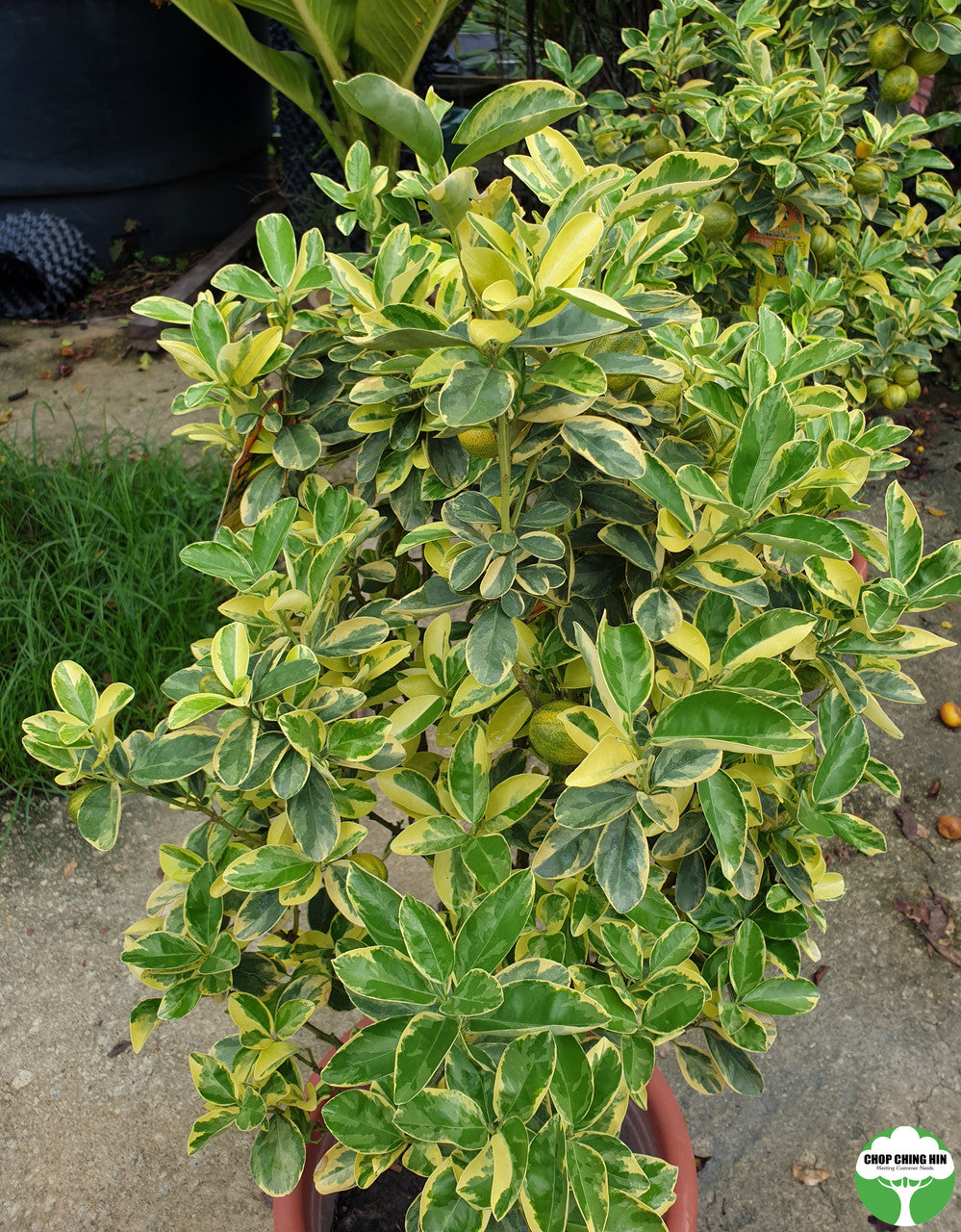 Lime variegated
