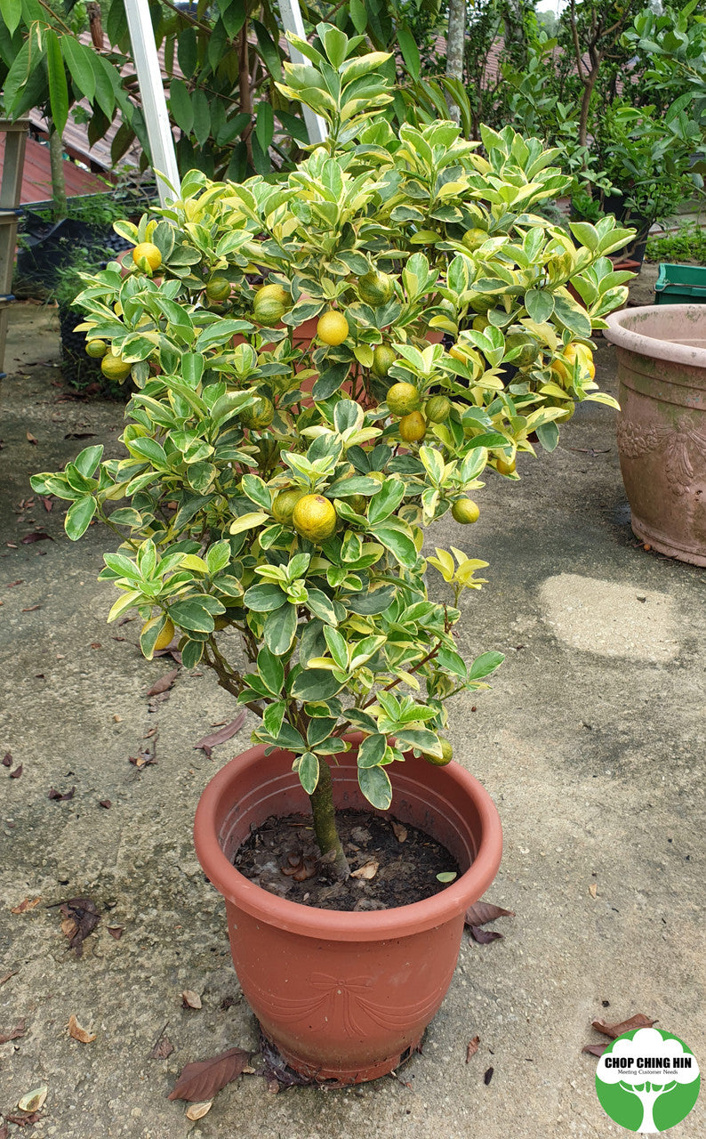 Lime variegated