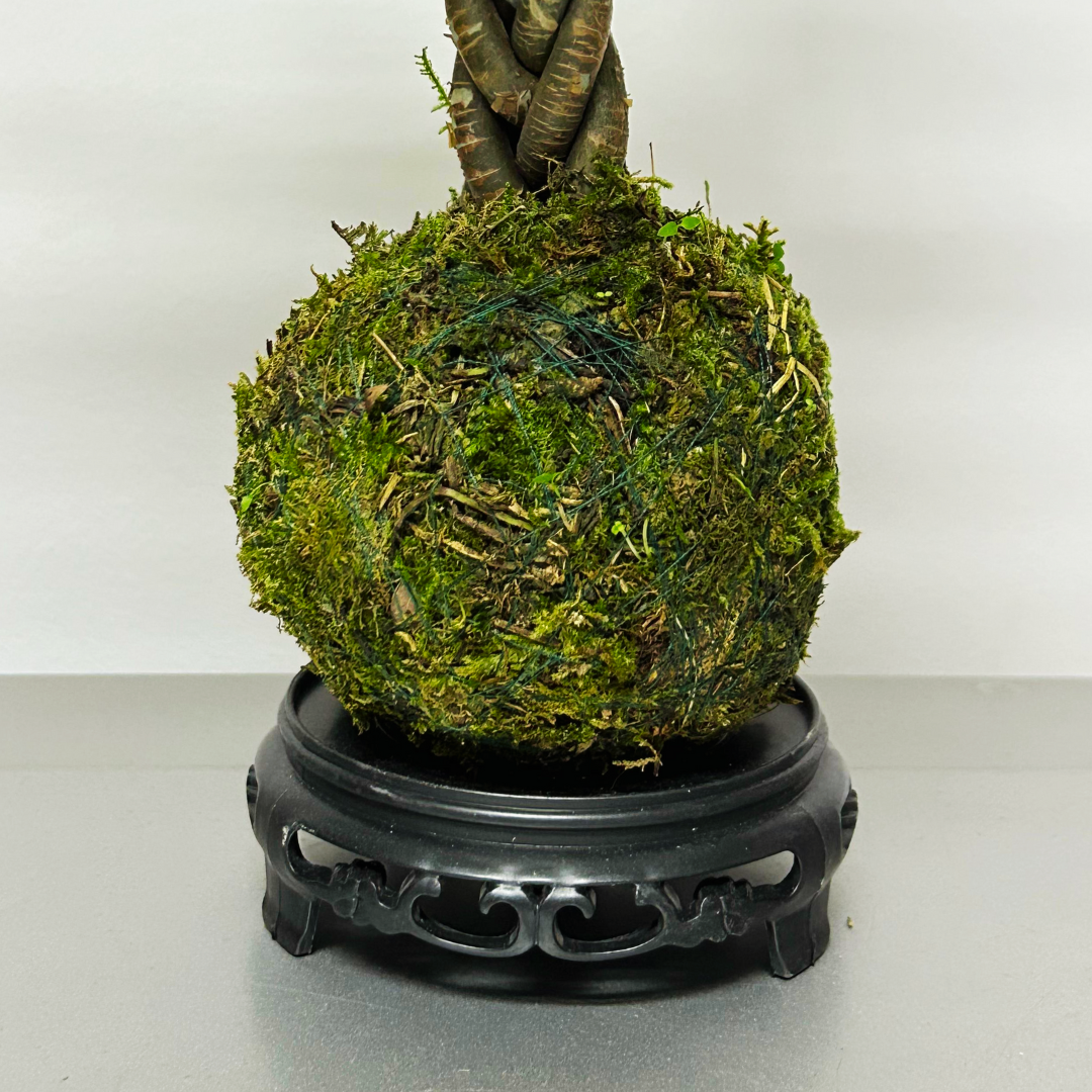 Money Tree Kokedama