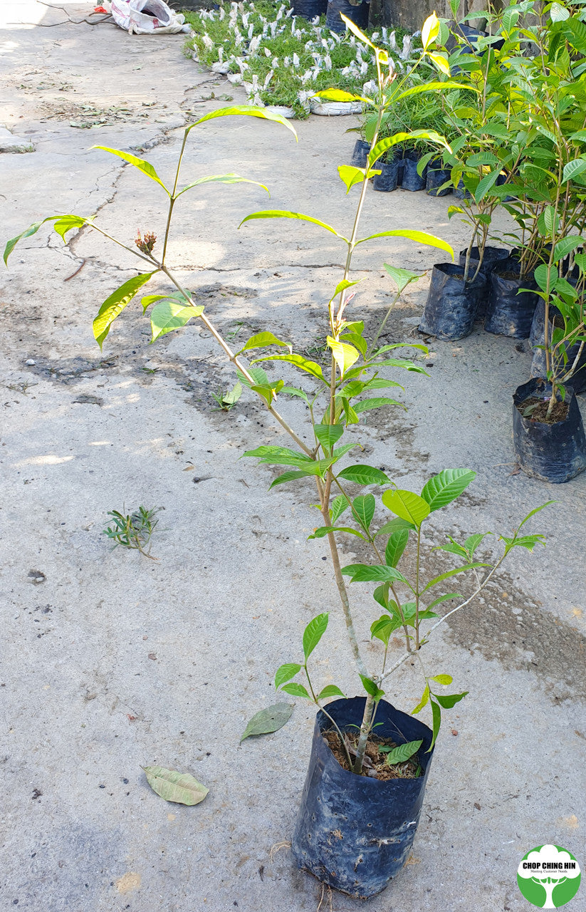 Kopsia fruticosa