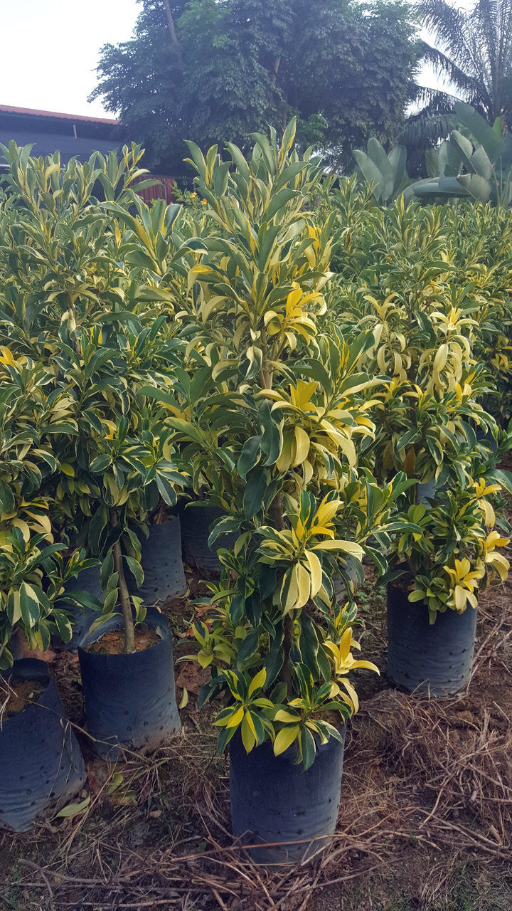 Fagraea ceilanica (Variegated)