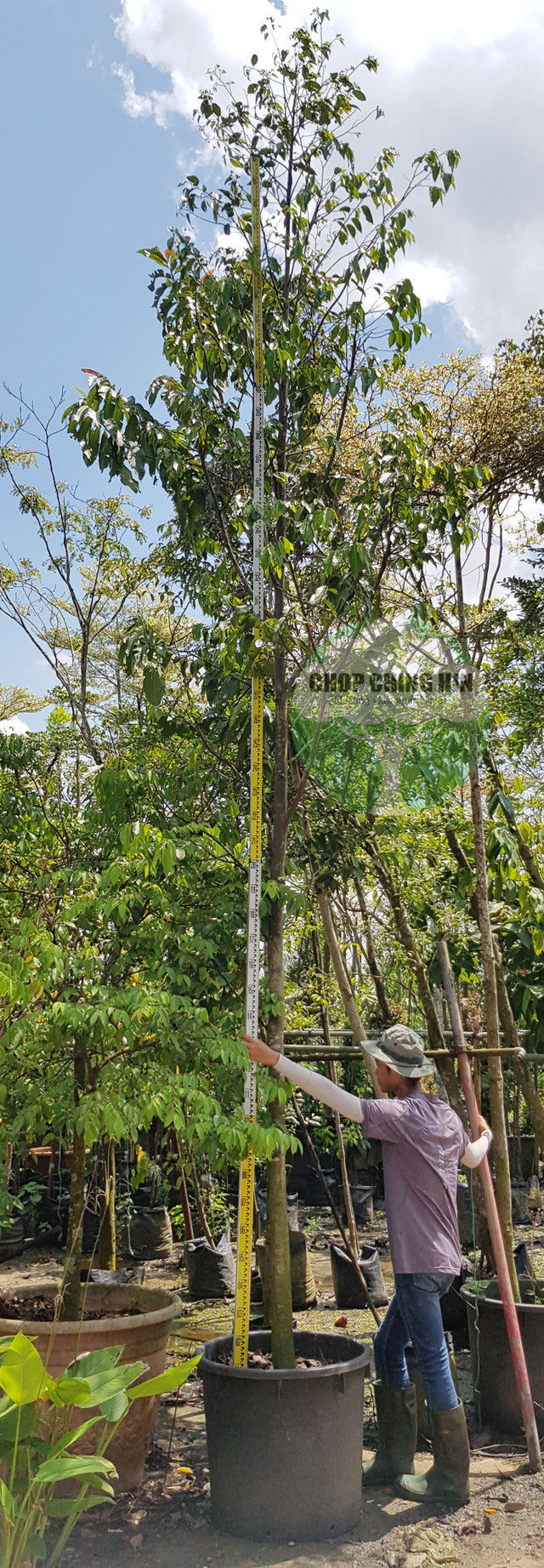 Hopea odorata