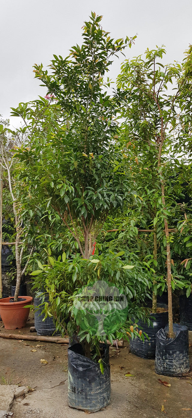 Elaeocarpus mastersii