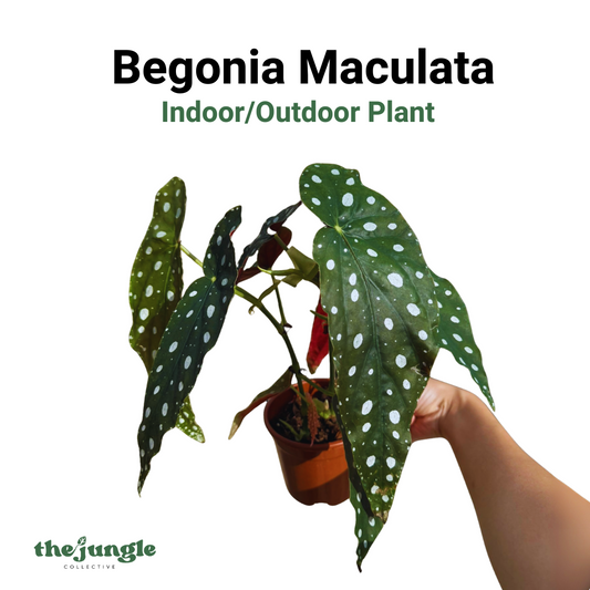 Polka Dot Begonia Maculata