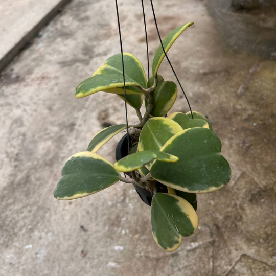Hanging Hoya kerrii 'Variegata' | Variegated Sweetheart Plant | Indoor | Low Maintenance
