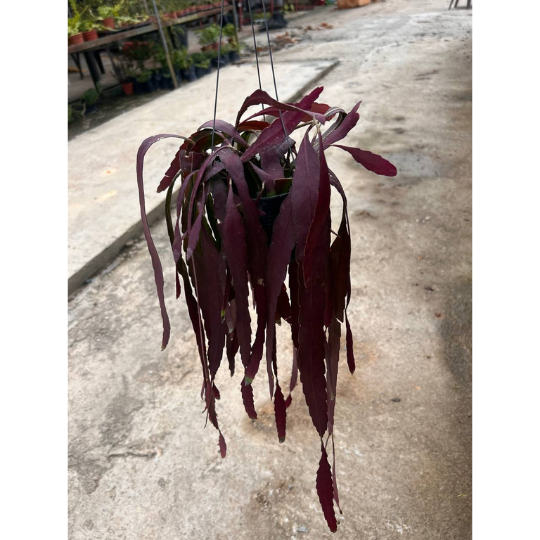 Pseudorhipsalis ramulosa | Red Mistletoe Cactus | Indoor/Bright Patio | Pet-Safe | Easy Care