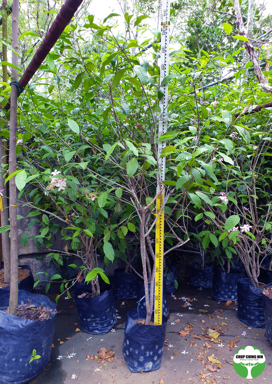 Kopsia fruticosa