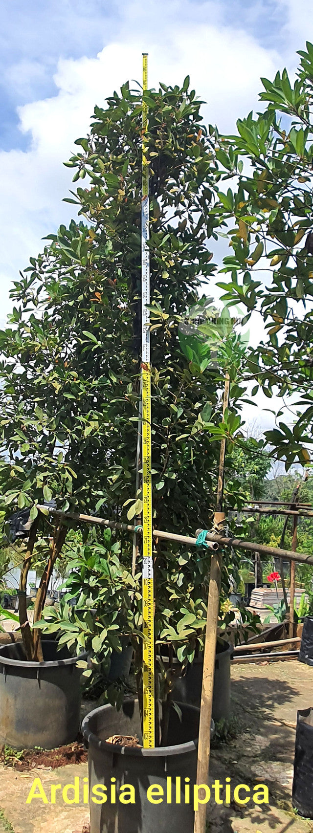 Ardisia elliptica