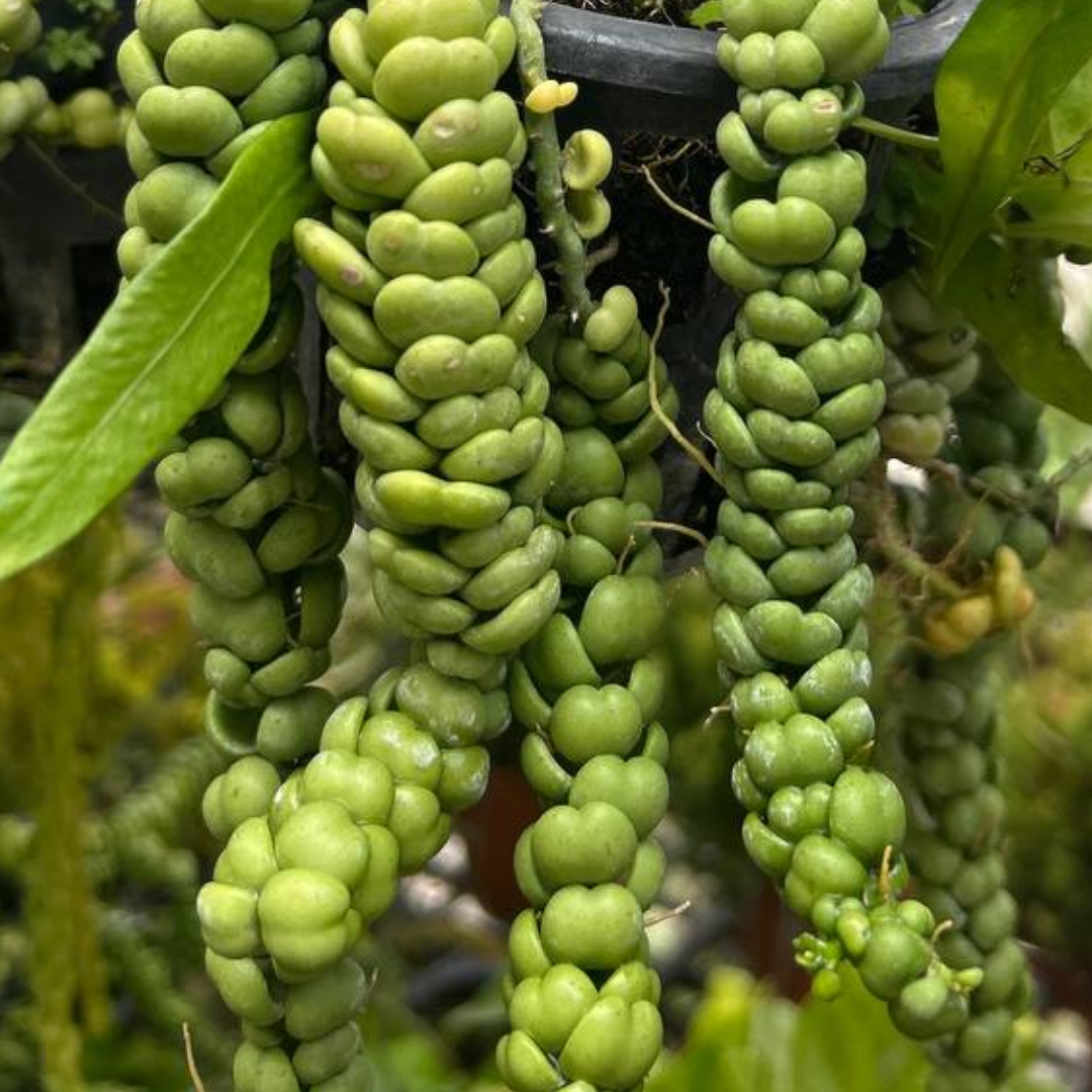 Hanging Dischidia imbricata 'Dragon Jade' | Dragon Jade Plant | Indoor/Sheltered Patio | Low Maintenance