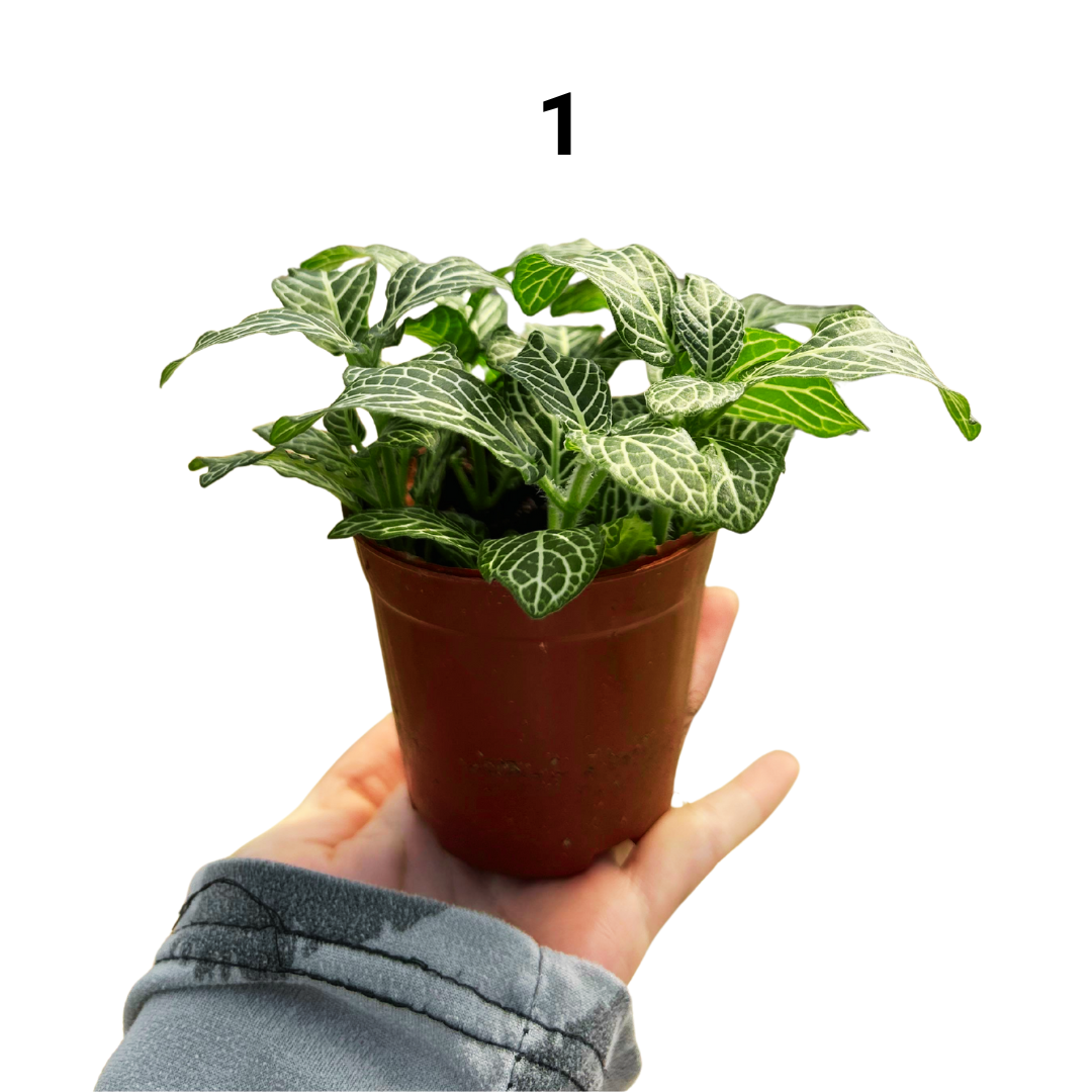 Fittonia