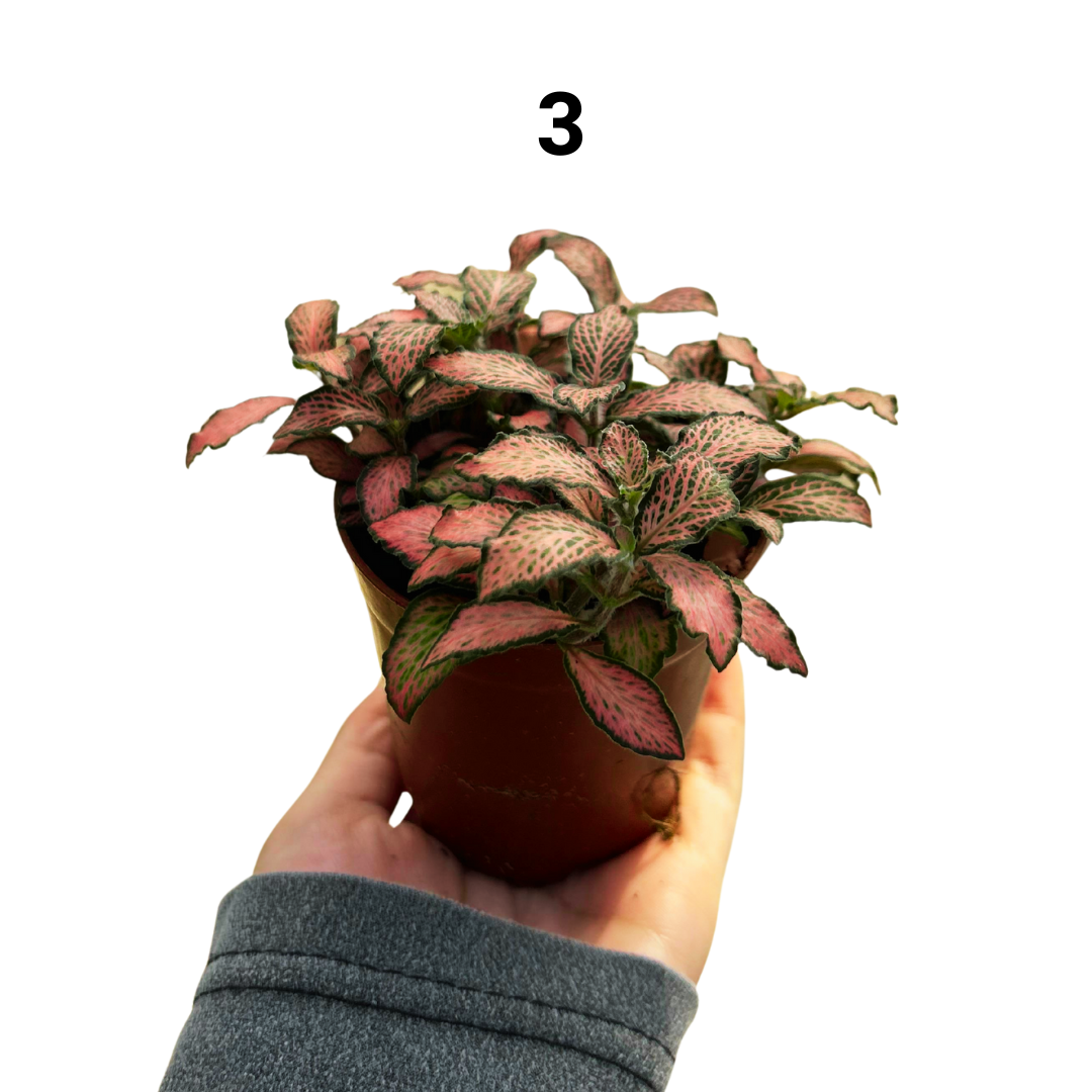 Fittonia