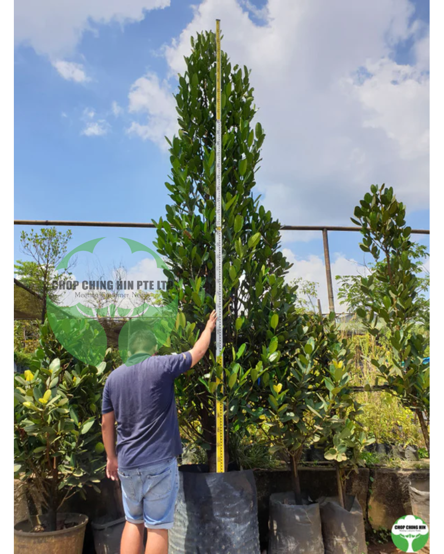 Garcinia subelliptica