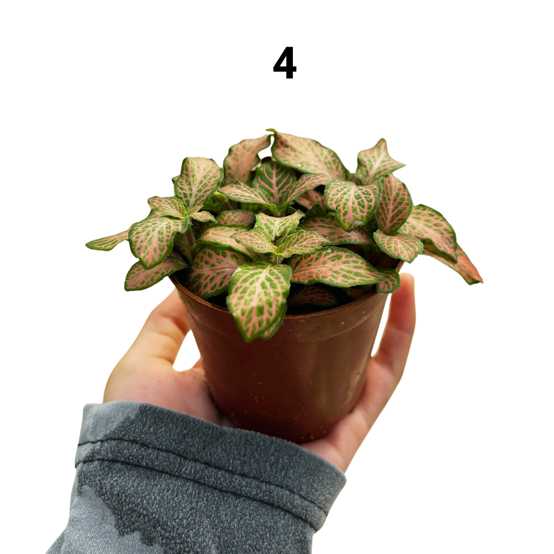 Fittonia