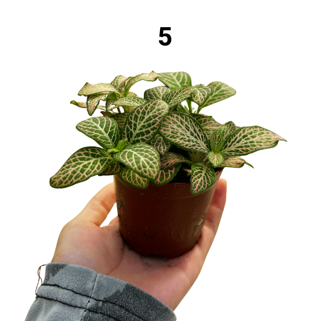 Fittonia