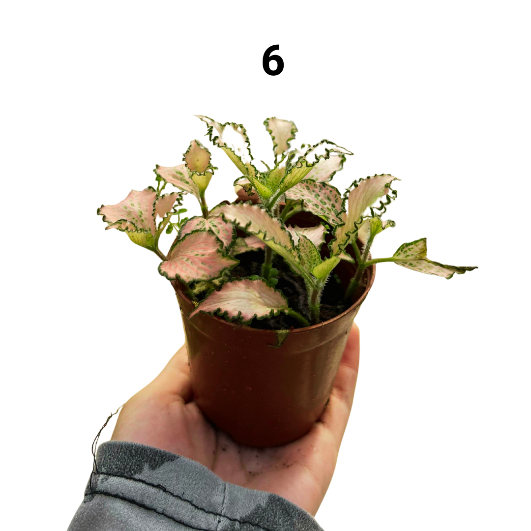 Fittonia