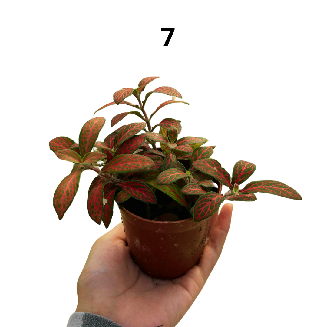 Fittonia