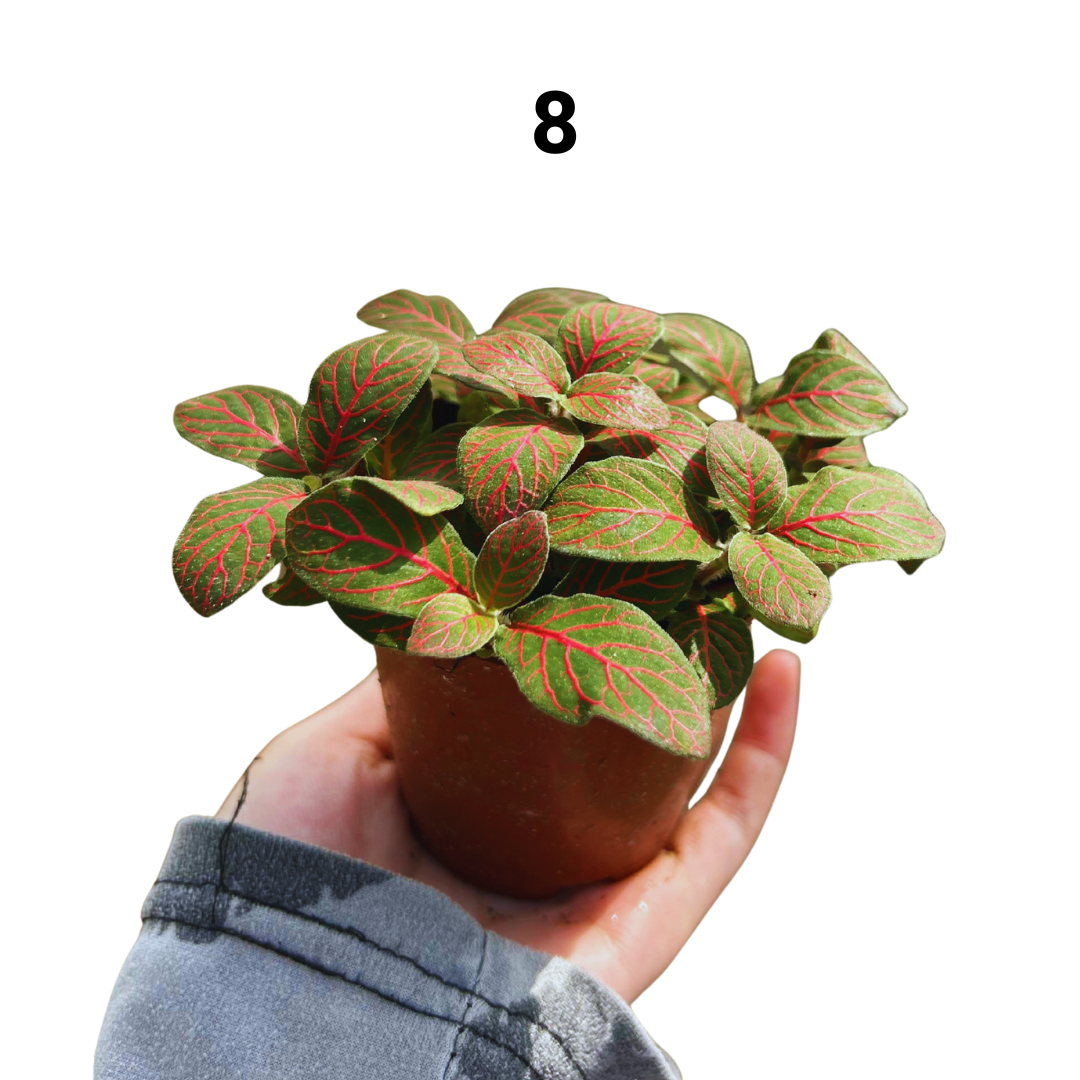 Fittonia