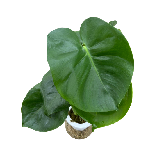 Hydroponic Monstera Deliciosa