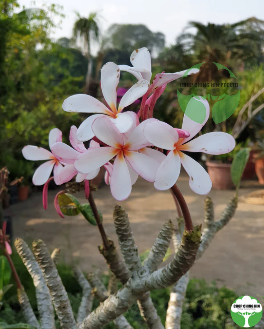Plumeria obtusa 'Dwarf Singapore Pink'