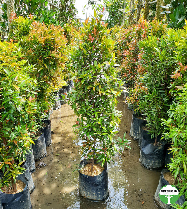Syzygium campanulatum