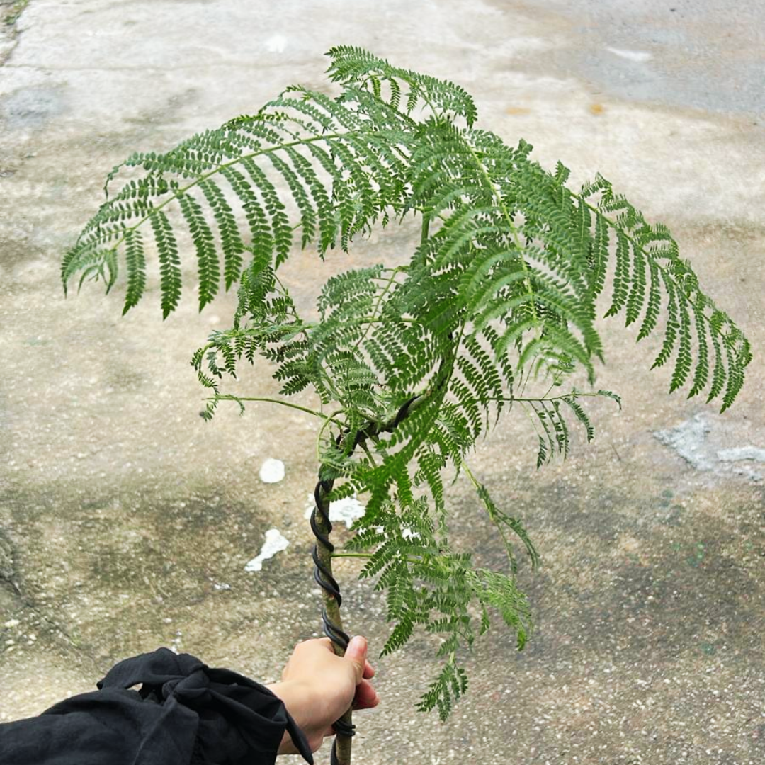 Jacaranda Bonsai Kokedama, Indoor/Outdoor Plant