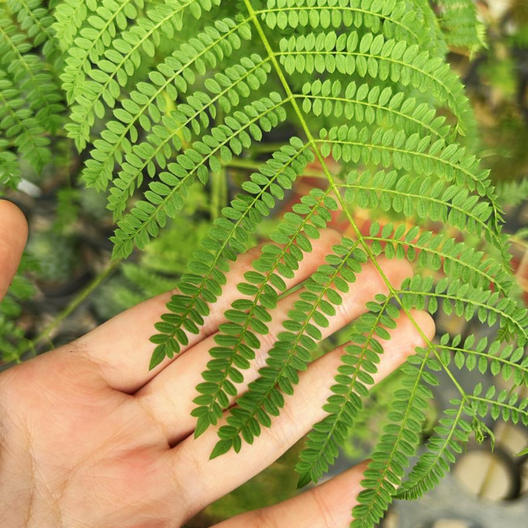 Jacaranda Bonsai Kokedama, Indoor/Outdoor Plant