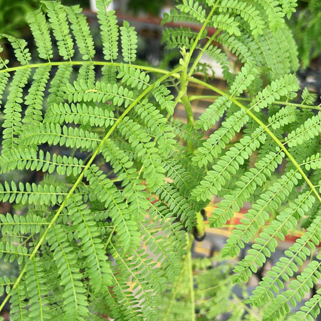 Jacaranda Bonsai Kokedama, Indoor/Outdoor Plant