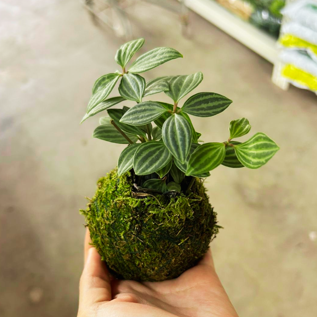 Peperomia Puteolata Kokedama, Indoor Plant