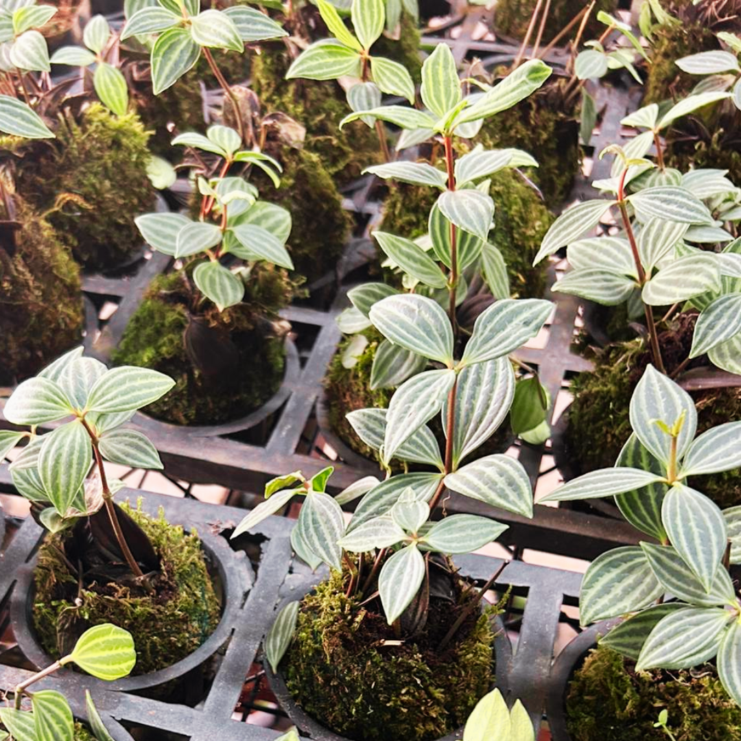 Peperomia Puteolata Kokedama, Indoor Plant