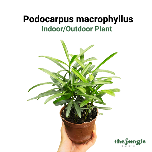 Podocarpus Macrophyllus, Indoor/Outdoor Plant