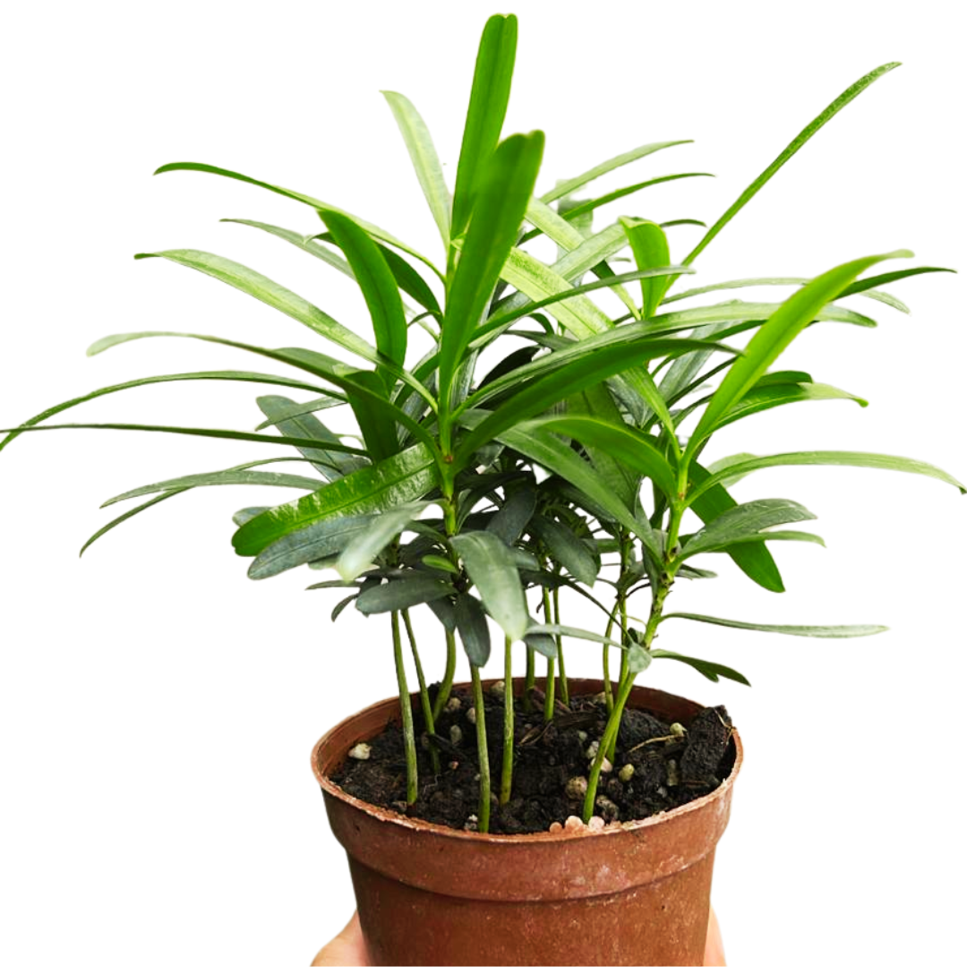 Podocarpus Macrophyllus, Indoor/Outdoor Plant