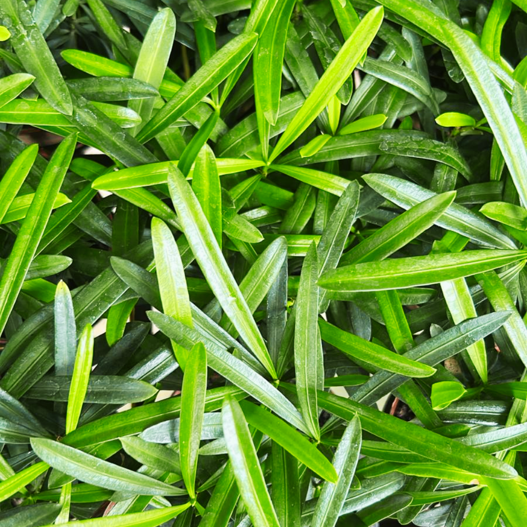 Podocarpus Macrophyllus, Indoor/Outdoor Plant